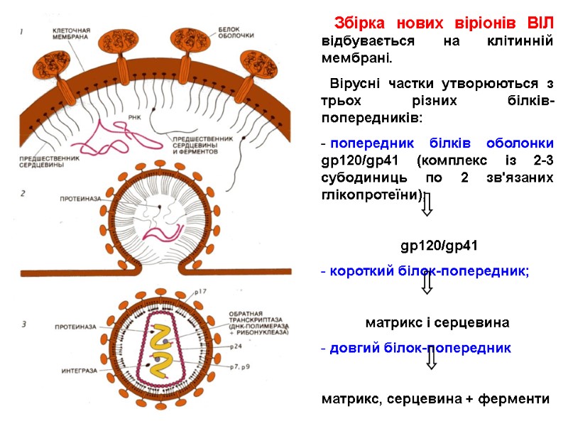 Збірка нових віріонів ВІЛ відбувається на клітинній мембрані.    Вірусні частки утворюються